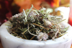 Wild Basil - Foraged in the Appalachian Mountains