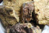 Lomatium Root - Large Cut