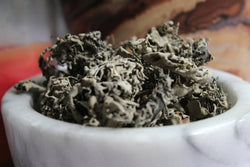 Lungwort Herb - Cut & Sifted Pulmonaria officinalis