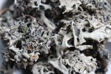 Lungwort Herb - Cut & Sifted Pulmonaria officinalis