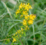 Agrimony Seeds - Grow your own Herbs !