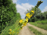 Agrimony Seeds - Grow your own Herbs !