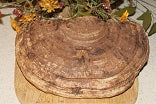 Artists Conk Reishi Mushroom - Ganoderma applanatum, Slices and Pieces