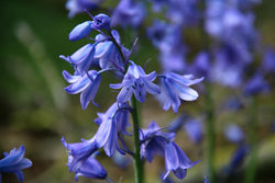Bellflower Seeds - Grow your own Herbs !
