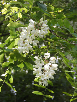 Black Locust Tree Seeds - Grow your own Herbs !