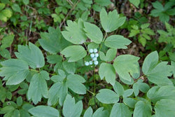 Blue Cohosh Seeds -  Grow your own Herbs!