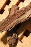 Butternut bark - Cut & Sifted Herb