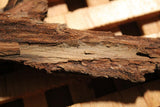 Butternut bark - Cut & Sifted Herb