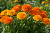 calendula plant