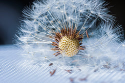 Dandelion Seeds - Grow your own Herbs !