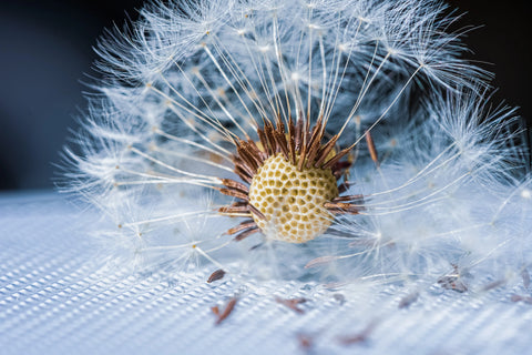 Dandelion Seeds - Grow your own Herbs !