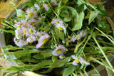 Daisy Fleabane Seeds - Grow Your own Herbs !