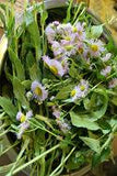 Daisy Fleabane Seeds - Grow Your own Herbs !