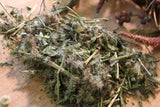 Daisy Fleabane Seeds - Grow Your own Herbs !