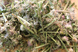 Daisy Fleabane Seeds - Grow Your own Herbs !