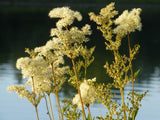 Meadowsweet Seeds - Grow your own Herbs !