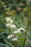 Meadowsweet Seeds - Grow your own Herbs !