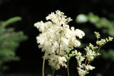 Meadowsweet Seeds - Grow your own Herbs !