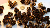 Mini Pine Cones - Terrariums, Potpourri, Nature Decor, Holiday crafts