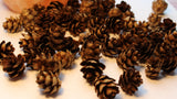 Mini Pine Cones - Terrariums, Potpourri, Nature Decor, Holiday crafts