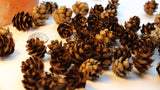 Mini Pine Cones - Terrariums, Potpourri, Nature Decor, Holiday crafts