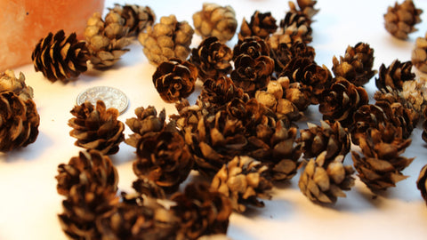 Mini Pine Cones - Terrariums, Potpourri, Nature Decor, Holiday crafts