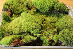 Terrarium Moss - Live Moss fresh from the Appalachian Mountains