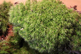 Terrarium Moss - Live Moss fresh from the Appalachian Mountains