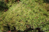 Terrarium Moss - Live Moss fresh from the Appalachian Mountains