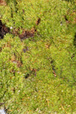 Terrarium Moss - Live Moss fresh from the Appalachian Mountains