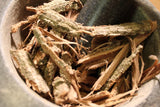 Tulip Poplar Bark - Wild Crafted Herb from the Appalachian Mountains