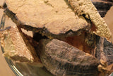 Red Belted Polypore Mushroom - Wild Harvest from the Appalachian Mountains