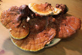 Reishi Mushroom - Whole Ganoderma lucidum