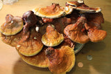 Reishi Mushroom - Whole Ganoderma lucidum