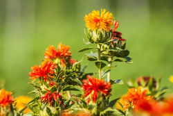 Safflower Seeds - Grow your own herbs, Non GMO, Pesticide Free
