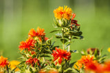 Safflower Seeds - Grow your own herbs, Non GMO, Pesticide Free