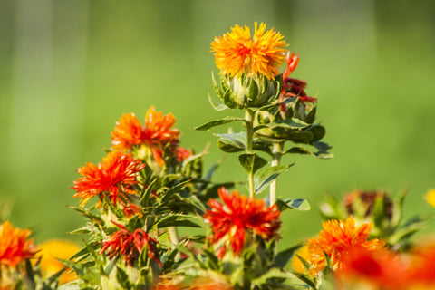 Safflower Seeds - Grow your own herbs, Non GMO, Pesticide Free