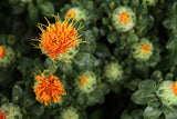 Safflower Seeds - Grow your own herbs, Non GMO, Pesticide Free