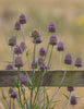 Teasel Flower Seeds - Grow your own Herbs !