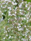 Thyme Seeds - Grow your own Herbs !