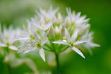 Wild Garlic Seeds - Grow your own Herbs !