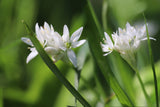 Wild Garlic Seeds - Grow your own Herbs !