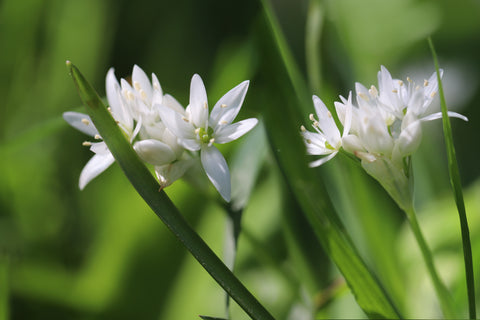 planting wild garlic seeds Wild Garlic Seeds