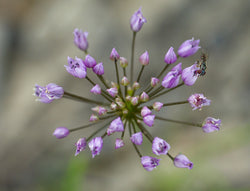 Wild Onion Seeds - Grow your own Herbs !