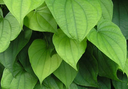 Wild Yam Seeds - Seeds for Planting