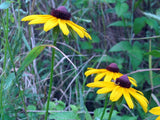 Black eyed Susan Seeds - Grow your own Herbs!