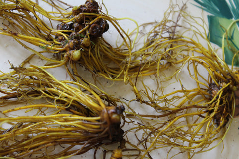 Goldenseal Root - Whole Root