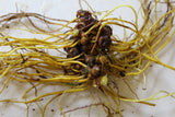 Goldenseal Root - Cut and Sifted