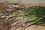 Wild Onion - Organic Spice Fresh Fall 2022 Wild Harvest