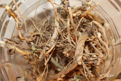 Garlic Mustard Root  - Wild Harvested in the Appalachian Mountains